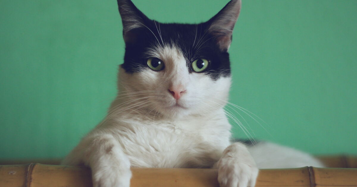 Les Chats Reconnaissent Leur Nom Mais Ils S En Fichent Neonmag Fr