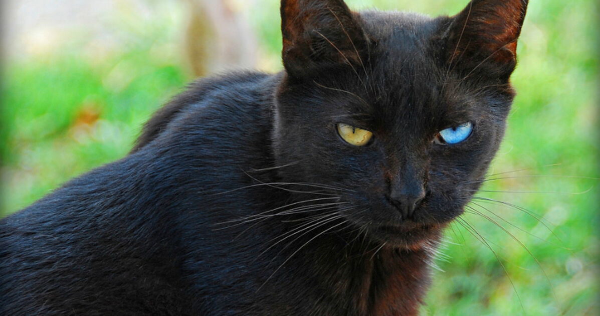 Chat Expression Humaine