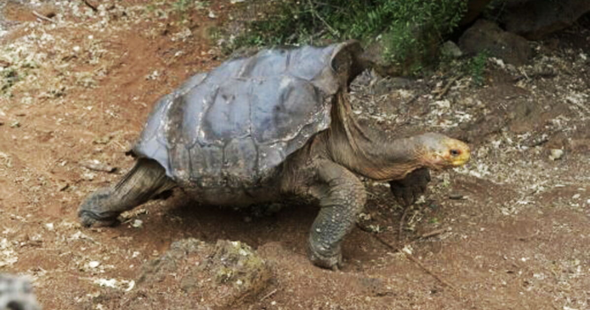 Tortue Femelle Qui Se Prend Pour Un Mâle