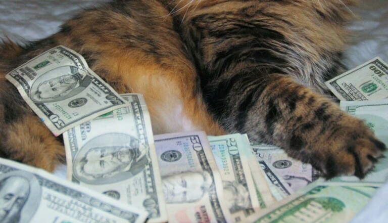 Le Chat Le Plus Riche Du Monde Film La plus grande peinture de chats du monde vendue à 770 000 euros