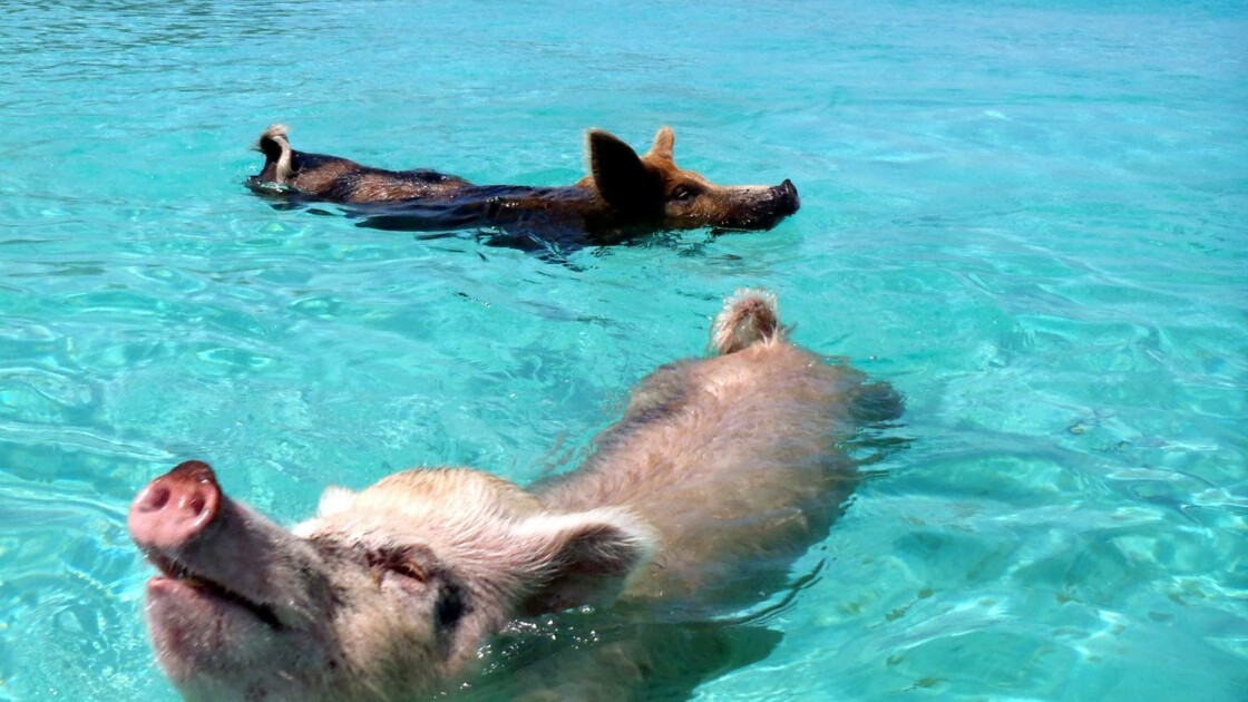 Ces Pays Ou Les Animaux Mignons Regnent En Maitre Neonmag Fr