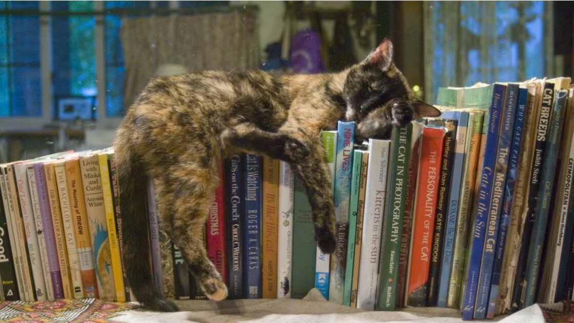 Une bibliothèque à chats au Nouveau Mexique neonmag.fr