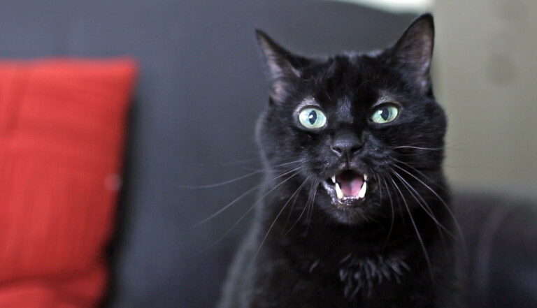 9 Expressions Avec Des Chats Neonmag Fr