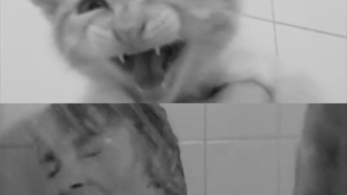 Psychose L Effrayante Scene De La Douche Rejouee Par Des Chats Neonmag Fr