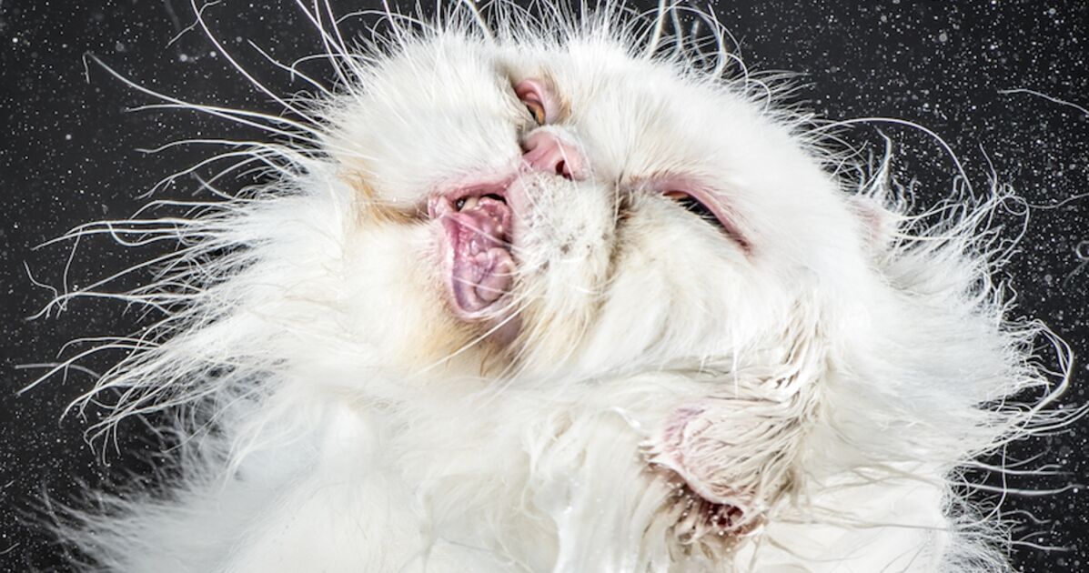 Shake Cats Des Portraits De Chats Qui Secouent Neonmag Fr