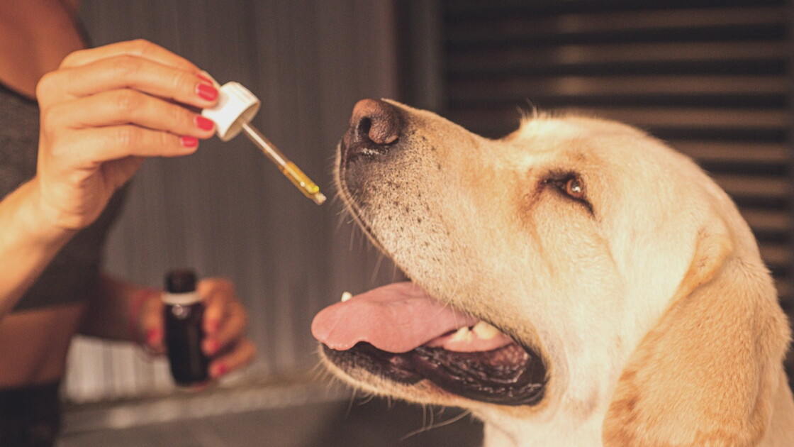 L'huile de CBD peutelle être utilisée pour nos animaux de
