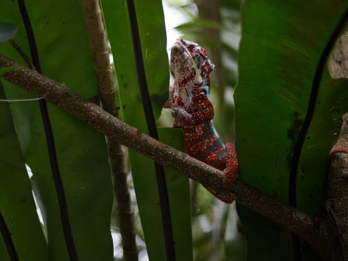 Guadeloupe : la colonisation a causé la disparition d'une immense partie des reptiles