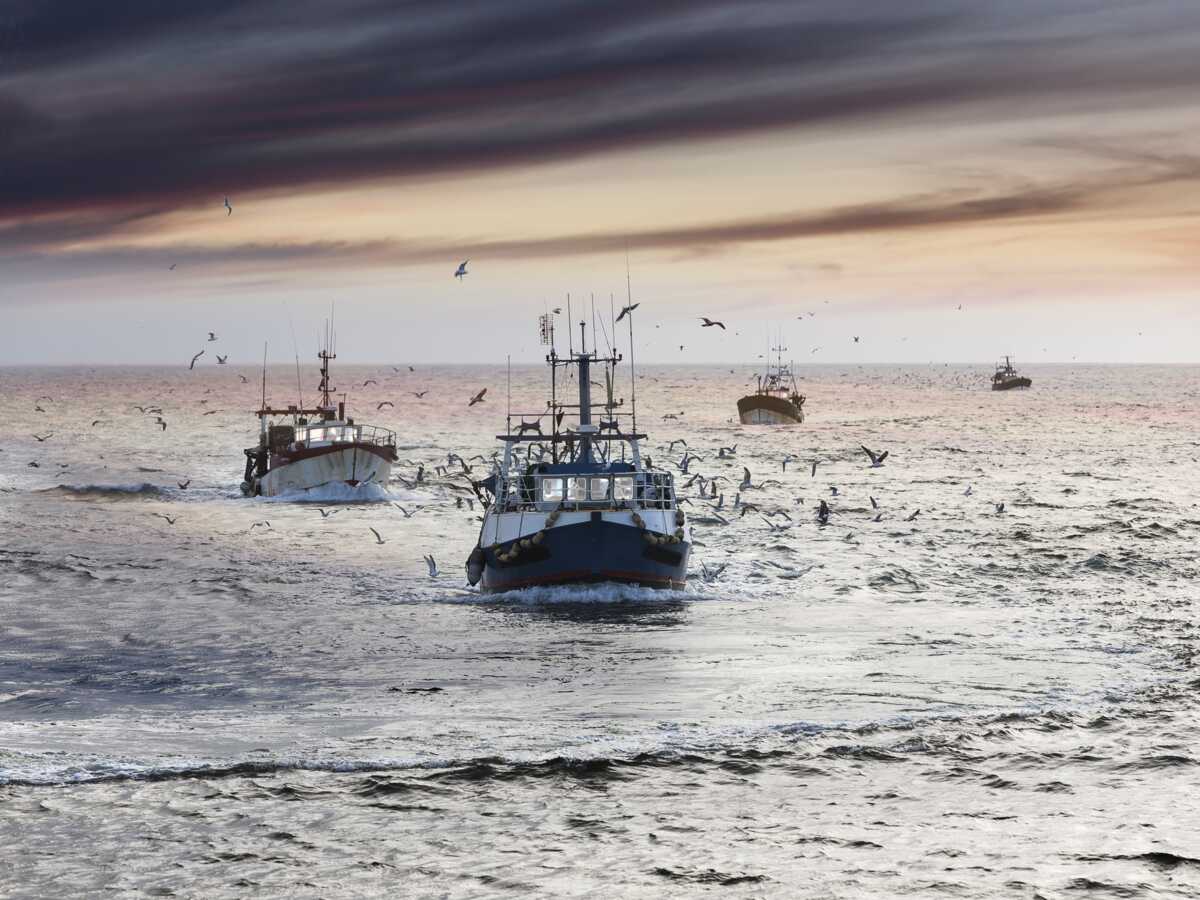 Biodiversité en Méditerranée : 5 chiffres pour comprendre l'ampleur du désastre écologique