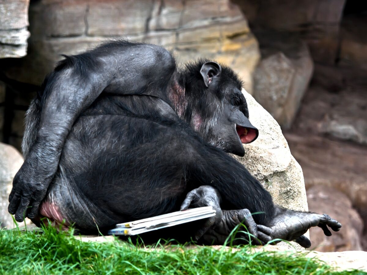 Pourquoi les animaux rigolent-ils ?